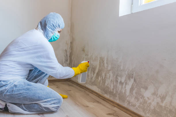 Licensed Mold Remediation service in Trappe, MD - WQB Mold Removal